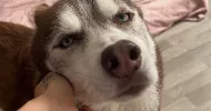 avatar petsitter