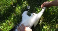 avatar petsitter