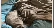 avatar petsitter