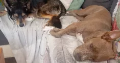 avatar petsitter