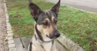 avatar petsitter