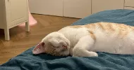 avatar petsitter