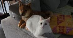 avatar petsitter