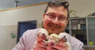 avatar petsitter