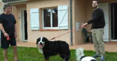 avatar petsitter