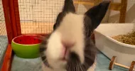 avatar petsitter
