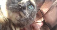 avatar petsitter