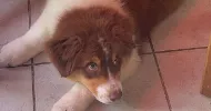 avatar petsitter