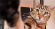avatar petsitter