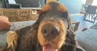 avatar petsitter