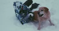 avatar petsitter