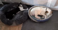 avatar petsitter