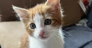 avatar petsitter
