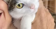 avatar petsitter