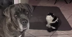 avatar petsitter