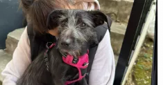 avatar petsitter