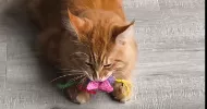 avatar petsitter