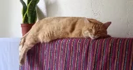 avatar petsitter