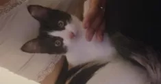 avatar petsitter