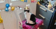 avatar petsitter