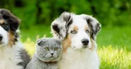 avatar petsitter
