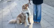 avatar petsitter