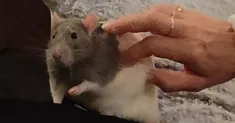 avatar petsitter