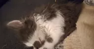 avatar petsitter