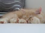 LUDIVINE pet sitter à Ergué-Gabéric 29500