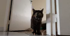 avatar petsitter