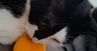 avatar petsitter