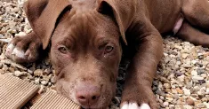 avatar petsitter