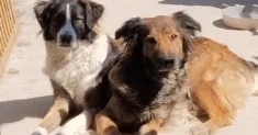 avatar petsitter