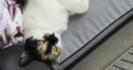 avatar petsitter