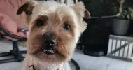 avatar petsitter
