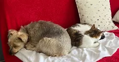 avatar petsitter