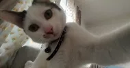 avatar petsitter