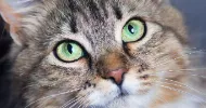 avatar petsitter