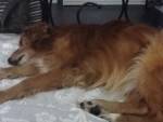 Chantal pet sitter à Mastaing 59172