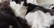 avatar petsitter