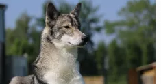avatar petsitter