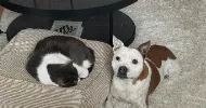 avatar petsitter
