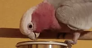 avatar petsitter