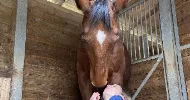 avatar petsitter