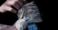 avatar petsitter