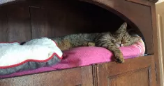 avatar petsitter