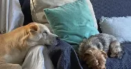 avatar petsitter