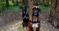 avatar petsitter