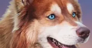 avatar petsitter