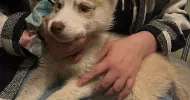avatar petsitter
